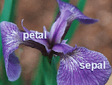 Iris dataset sample